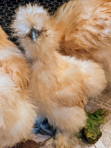 If you're unfamiliar with Silkies, they were originally bred in China. Underneath all that feathering, they have black skin and bones and five toes instead of the typical four on each foot. Silkie chickens are known for their characteristically fluffy plumage said to feel silk- or satin-like to the touch.