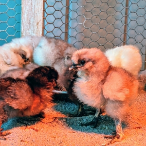 These chicks hatched within hours of each other, which is good, so they are not lonely.