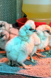 It is always nice to see such a strong and energetic group of babies. Silkies grow a bit more slowly than other breeds. They are also slower to mature. Silkie hens start laying at approximately seven to nine months of age.