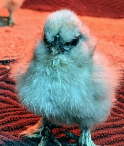 All these chicks have clear eyes and are very alert – signs of good health.