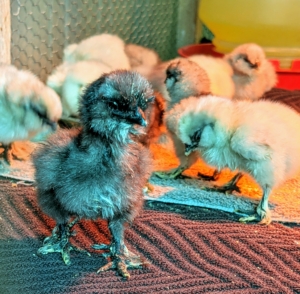 Here is one of the black Silkie chicks - notice, Silkies have black eyes. The buff Silkie on the right is falling asleep.