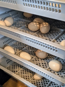 From days 17 to 21, they're placed into the hatching cabinet, where it is still warm. Each egg has its own section, where it safe and cannot roll during the hatching process.
