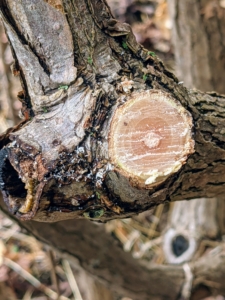 It is important to always use sharp tools whenever pruning so that the cuts are clean. Dull tools are difficult to use and could even damage the tree. A straight, clean-cut promotes quick healing of the wound and reduces stress on the specimen.