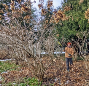 As with any pruning job, it is important to remove any dead, diseased, damaged or crossing stems. These hydrangeas are quite tall, so Chhiring uses a a long-reach pole pruner.