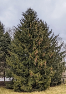 Evergreens such as these don't need a lot of pruning at all, and their sweeping lower branches can be left alone, but I wanted some to be "limbed-up" for better light to the plantings below, a better view under the trees, and easier access for my off-road Polaris vehicles and mowers.