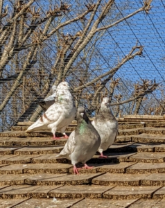 The entire coop is well protected from aerial predators. Here is a group of pigeons enjoying the views from the roof. Notice the protective fencing above them. An adult pigeon is about 13 inches in length and can weigh up to 20 ounces.