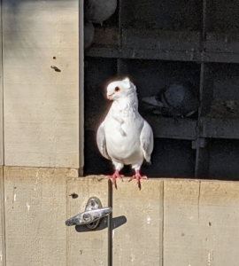 During the day, they love to perch on the door to the dovecote. Pigeons are thought to navigate by sensing the earth’s magnetic field and using the sun for direction. Other theories include the use of roads and even low-frequency seismic waves to find their way.