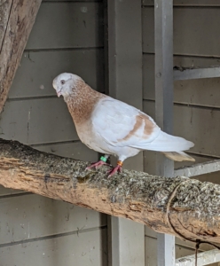 On the other side, we made a ladder out of felled branches found right here at the farm. The pigeons love to perch on it and on nearby ledges. Pigeons also breed all year round with peak breeding periods in spring and summer. This is an Isabella Tippler. The tippler is a breed of domestic pigeon bred for endurance. Some of them have been known to fly for up to 22-hours non-stop.