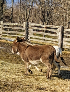 Ideally, the outdoor space should consist of donkey-safe grazing pasture, and at least half an acre of land per donkey – more if possible. My donkeys have a very large paddock where they can run, play, and roll to their hearts' content.