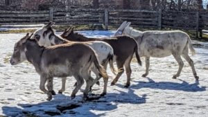 The important thing is to keep the donkeys from overeating. Eating too much protein and other nutrient-rich foods can make them sick. They also tend to gain weight very easily. I am very glad these donkeys are active and enjoy running in their enclosure.