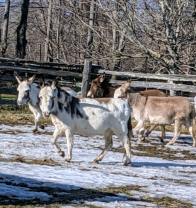Here they go around the paddock again. At the fastest, a fit donkey can run up to 15 miles per hour. They are also quite vocal. Donkeys have a two-toned call that sounds pretty comical. In English, the sound is called braying.