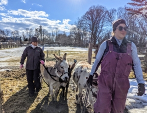 By late afternoon, the donkeys are brought inside to their stalls, where they are groomed and fed. Helen and Dolma walk them in at the same time. Donkeys bond very closely with the others in their herd, so these five are always kept close together.