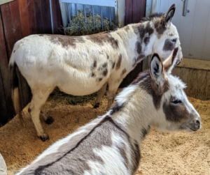 Billie and "JJ" are in one stall, while the three males are in another. All the donkeys have very different and fun personalities. And look closely, Donkeys usually have a dark stripe of fur down their backs and across their shoulders and can be born with a wide range of colors.