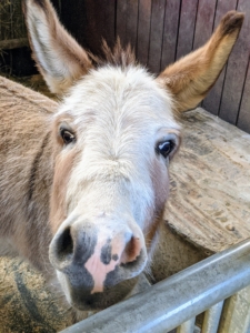 "TJ" and the others are all eagerly awaiting their dinner. "TJ" hopes it comes soon. Donkeys are generally calm, intelligent, and have a natural inclination to like people. Donkeys show less obvious signs of fear than horses. In fact, "TJ" always seeks attention and interaction.