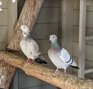Pigeons also have excellent hearing. They can detect sounds at far lower frequencies than humans, and can hear distant storms and volcanoes.