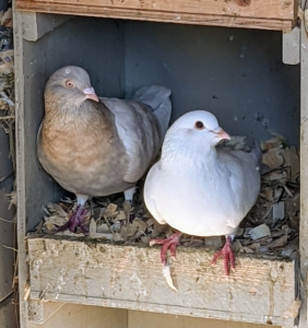 Inside is a wall of nesting spaces. Pigeons mate for life and both female and male pigeons share the responsibility of caring for and raising their young. They take turns incubating the eggs and both feed the chicks ‘pigeon milk’ – a special secretion from the lining of the crop which both sexes can produce.