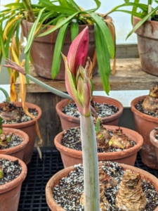 And remember all the potted amaryllis bulbs in this corner of the greenhouse? A few are already starting to show off their gorgeous colors. I will be sure to share more photos of these plants once in full bloom.