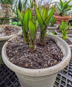 The warmer the temperature the faster Eucomis will flower. Planting bulbs in the greenhouse to be forced in January should produce spring flowers. Outdoors, Eucomis usually bloom July to September.