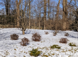 These plants are now dormant - many without their leaves. This winter's weather has been very erratic. Some days have been bitterly cold and others mild and spring like.