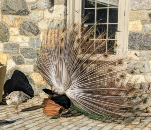 This peacock is trying hard to attract the peahens - he has been "train-rattling" for at least 10-minutes. Peacocks have their full length tail feathers once they are at least three years of age. Peahens usually choose males that have bigger, healthier plumage with an abundance of eyespots.
