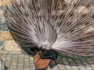 Researchers found that the longer the train feathers, the faster the males would shake them during true courtship displays, perhaps to demonstrate muscular strength.