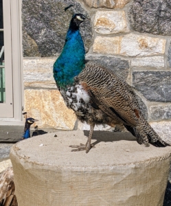 Peafowl are members of the pheasant family. There are two Asiatic species – the blue or Indian peafowl native to India and Sri Lanka, and the green peafowl originally from Java and Burma, and one African species, the Congo peafowl from African rain forests. All my peafowl are Indian.