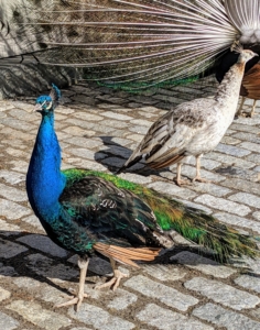 Peacocks and peahens are very smart, docile and adaptable birds. They are also quite clever and very curious.