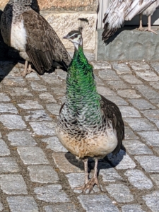 For food, these birds get a healthy mix of cornmeal, soybean, and wheat. I also feed the birds spinach, cabbage, and squash. In the wild, peacocks are omnivores – they eat insects, plants, and small creatures. They do most of their foraging in the early morning and evening.