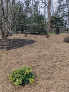 Remember, when mulching tree pits, be sure to pull the mulch away from the base of the tree trunk and not up against the trunk.