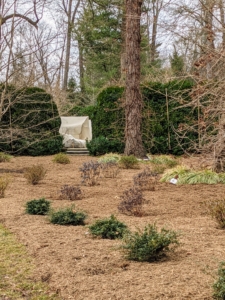 Using mulch around the farm is a wonderful way to beautify the gardens and to give back to the earth. It all looks great - I can't wait to see these azaleas bloom again.