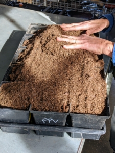 Wendy Norling, who usually works at Skylands, my home in Maine, is visiting New York and working at my Bedford farm for a couple weeks. Here she is preparing a series of flats with pots so she can transplant some of the growing flower seedlings.