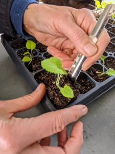 Wendy carefully loosens the soil around the seedling with the widger and lifts the seedling. The widger also helps to avoid damage to the plant’s leaves or roots.