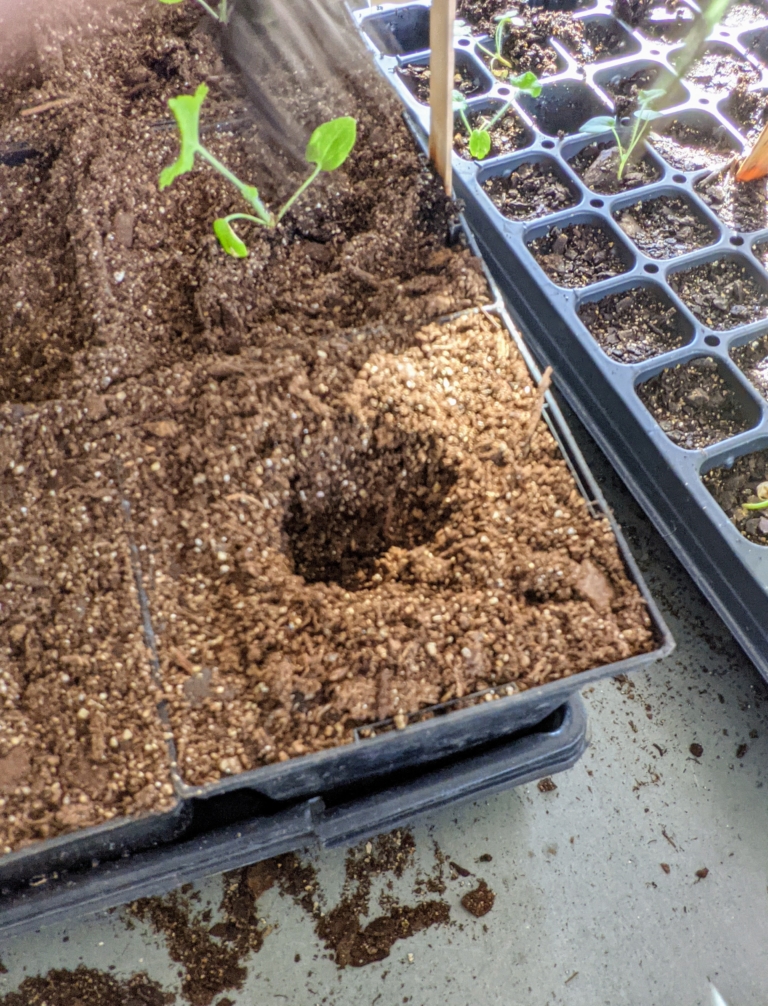 Transplanting Seedlings in the Greenhouse - The Martha Stewart Blog
