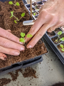 Wendy places the seedling in the hole and gently firms up the surrounding soil. Avoid handling the seedling by its tender stems, which can bruise easily.