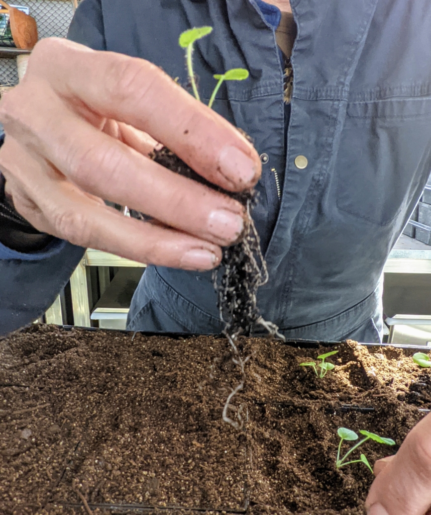 Transplanting Seedlings in the Greenhouse - The Martha Stewart Blog