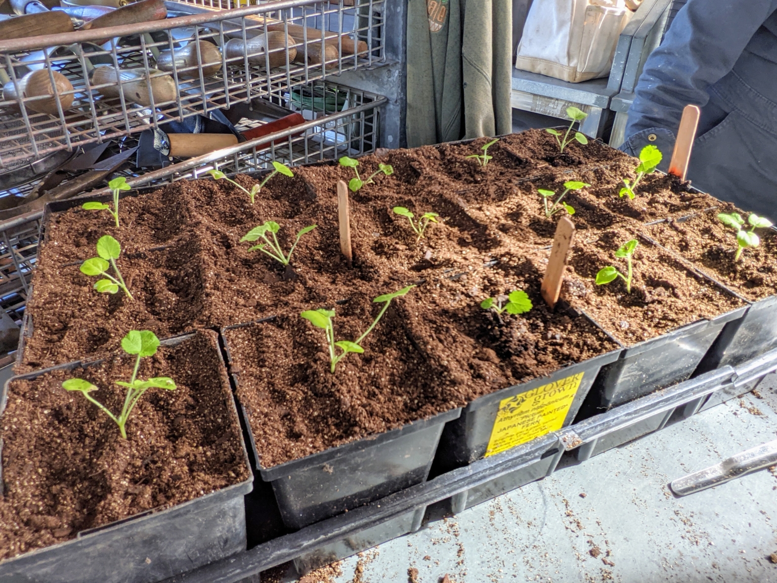 Transplanting Seedlings in the Greenhouse - The Martha Stewart Blog