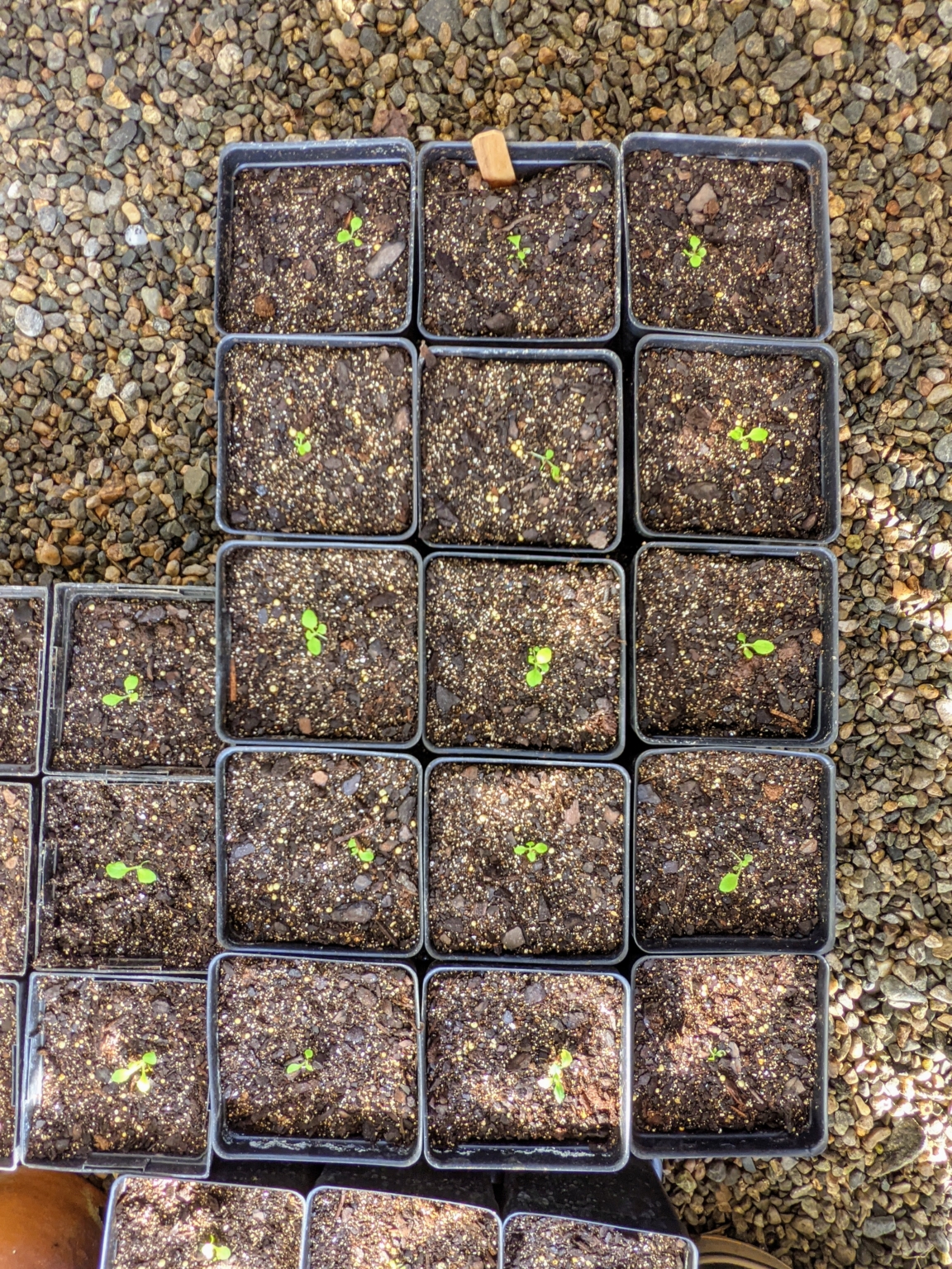 Transplanting Seedlings in the Greenhouse - The Martha Stewart Blog