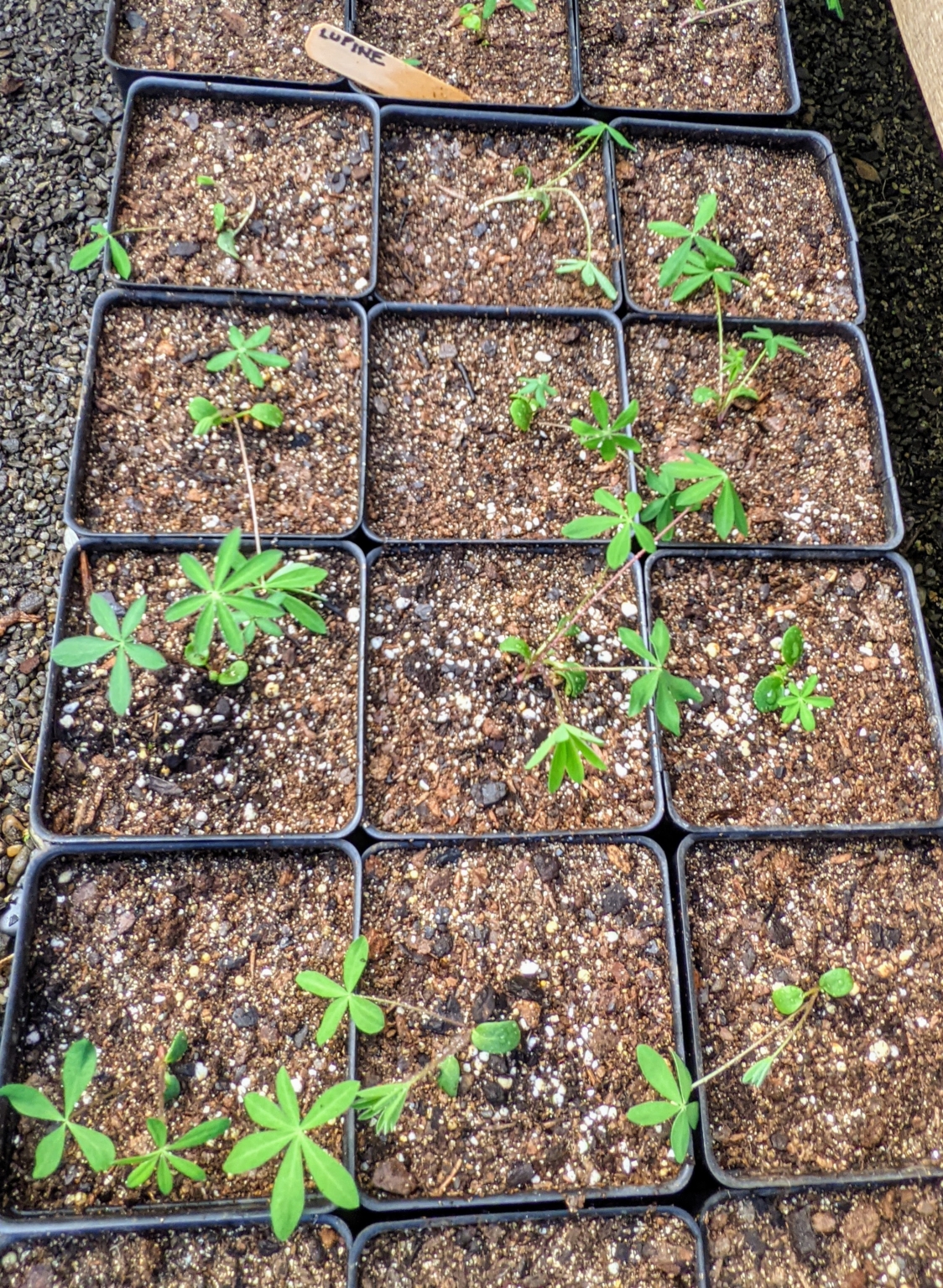 Transplanting Seedlings In The Greenhouse The Martha Stewart Blog