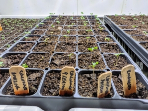 These seedlings already germinated - the covers have been removed. Inside the Urban Cultivator, they are receiving the best growing conditions. It is fascinating to watch the plants grow.