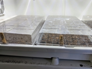 I also use my Urban Cultivators. I have one commercial unit and two smaller residential units in my head house. Once seeds are planted in trays, they are covered with humidity domes which remain positioned over the seed tray until germination begins. Each tray receives about 18-hours of light a day with the appropriate amount of water and humidity.