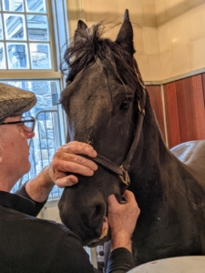 Much of Brian’s work is done through feel. He feels for any abnormalities in Geert's mouth. Horses have 42 teeth in all. Of those, 24 are molars and premolars that are constantly growing and being worn away.
