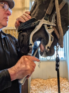 Hylke remains still for the entire process. Brian continues to speak softly to keep Hylke relaxed. Fortunately, Hylke has had regular floating at his last stable, so his teeth are in good condition.