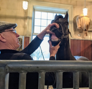 Brian has been practicing for more than 30-years. He always works in the horse stalls where they are most relaxed. He starts by checking on Hylke's front teeth. Hylke is comfortable with him from the very beginning.