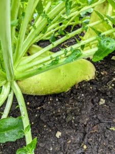 Daikon or mooli, Raphanus sativus var. longipinnatus, is a mild-flavored winter radish usually characterized by fast-growing leaves and a long, white, napiform root. Compared to other radishes, daikon is milder in flavor and less peppery. And, when served raw, it has a crisp and juicy texture.