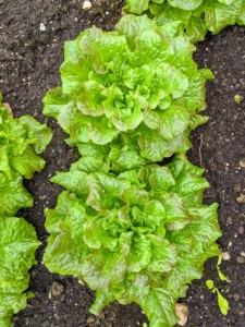 I always grow lots of varieties of lettuce, so I can share them with my daughter and her children. I love fresh lettuce. It’s a real treat to have lettuce like this all year long.