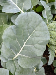 And do you know... one can also eat broccoli leaves? Eating the large thick broccoli leaves provides another source of the plant’s high content of fiber, vitamins C and K, iron, and potassium. Harvest leaves in the morning or evening so the cut area can heal in the coolest part of the day. Never harvest more than 1/3 of the leaves, or the plant will suffer.