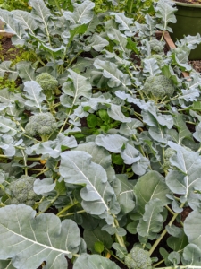 We will have so many delicious broccoli heads to enjoy from this crop.
