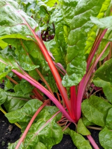 The gorgeous Swiss chard stalk colors can be seen through the leaves. They are so vibrant with stems of yellow, red, rose, gold, and white. Chard has very nutritious leaves making it a popular addition to healthful diets.