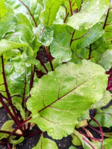These are the leaves of beets. Beets are sweet and tender – and one of the healthiest foods. Beets contain a unique source of phytonutrients called betalains, which provide antioxidant, anti-inflammatory and detoxification support.