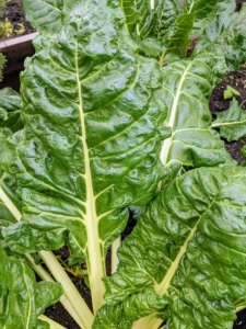 And here is a white stemmed Swiss Chard. Look at its giant green leaves - so perfect.
